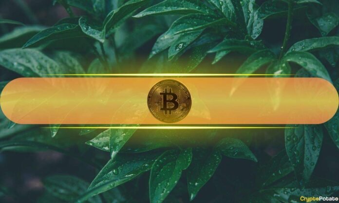 bitcoin_green_cover-2.jpg
